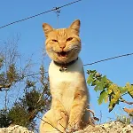 Orange Olives - Quinta Chao De Galizes أوليفيرا دو هوسبيتال