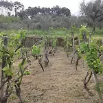 Orange Olives - Quinta Chao De Galizes *