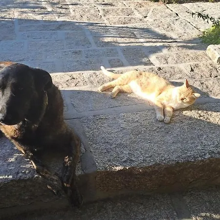 Orange Olives - Quinta Chao De Galizes Апартаменты