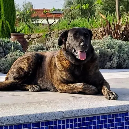 Апартаменты Orange Olives - Quinta Chao De Galizes *