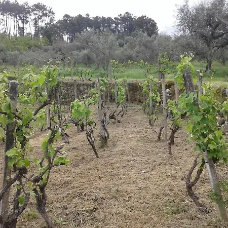 Orange Olives - Quinta Chao De Galizes *