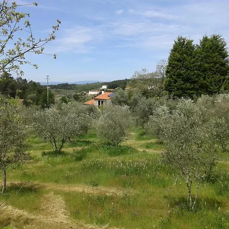 Orange Olives - Quinta Chao De Galizes