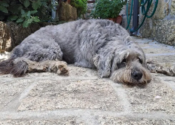 Orange Olives - Quinta Chao De Galizes Oliveira do Hospital
