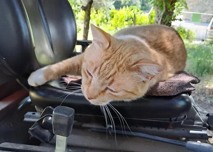 Orange Olives - Quinta Chao De Galizes