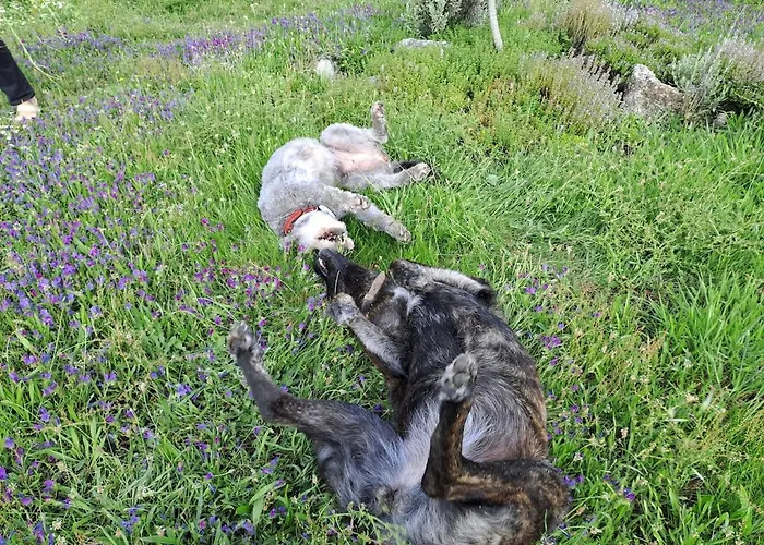 Orange Olives - Quinta Chao De Galizes *