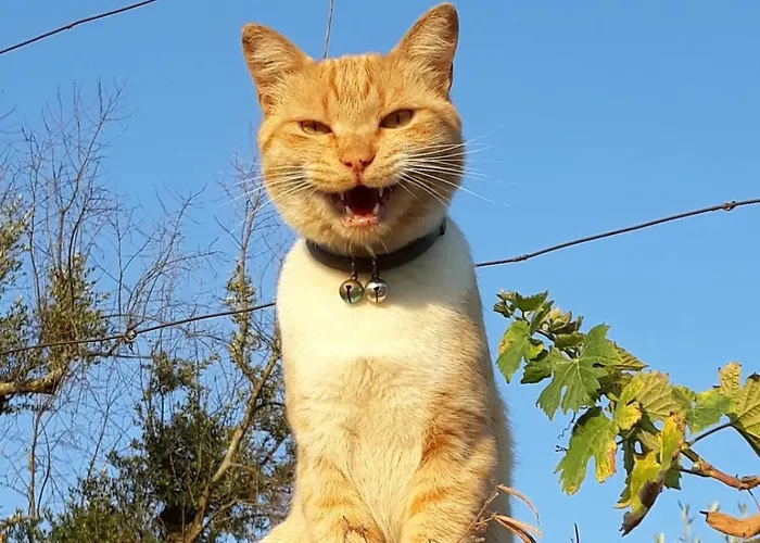 Orange Olives - Quinta Chao De Galizes Oliveira do Hospital