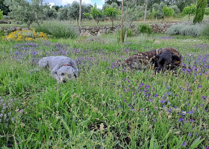 Orange Olives - Quinta Chao De Galizes Apartamento