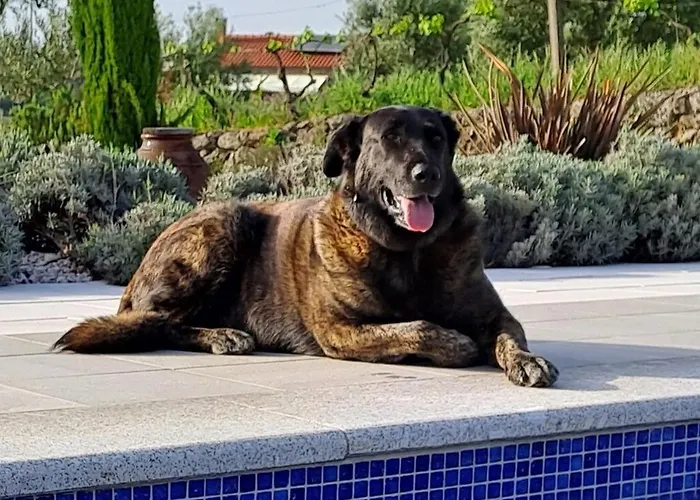 Apartamento Orange Olives - Quinta Chao De Galizes *