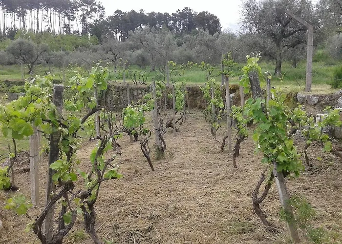 Orange Olives - Quinta Chao De Galizes *