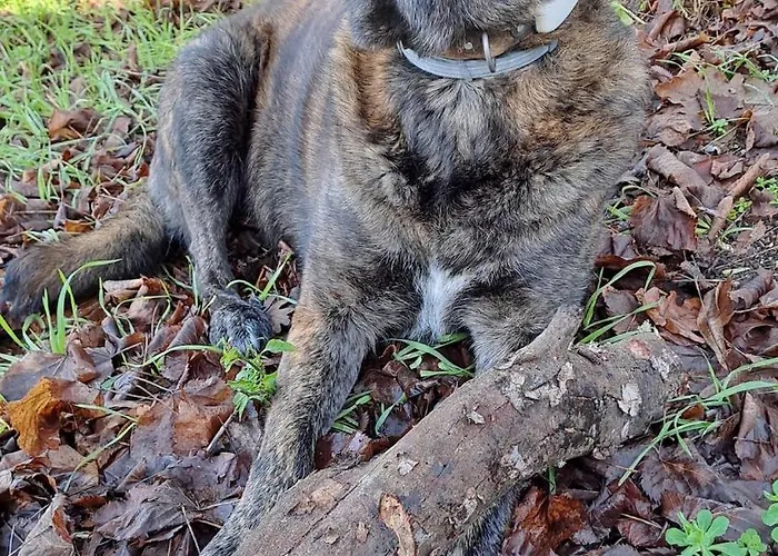 Orange Olives - Quinta Chao De Galizes *