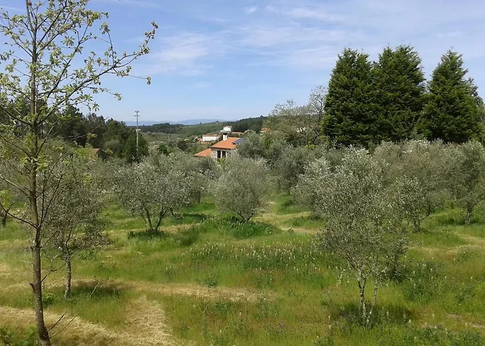 Orange Olives - Quinta Chao De Galizes